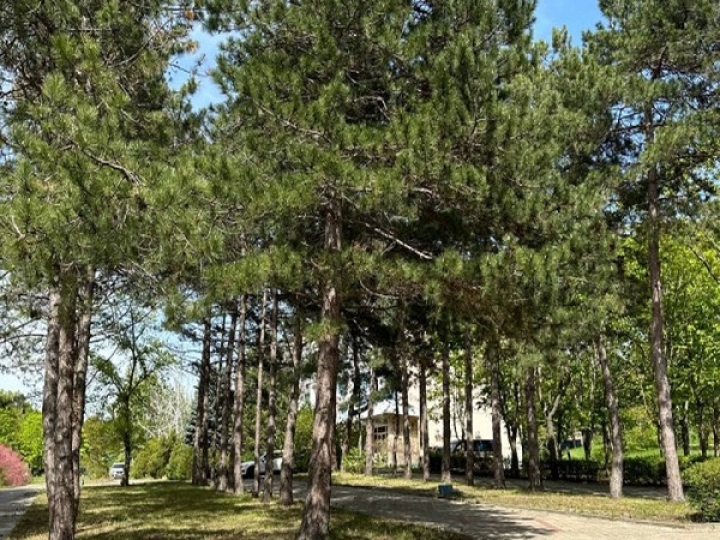 Гостиница "Ателика Тешебс" п. Архипо-Осиповка