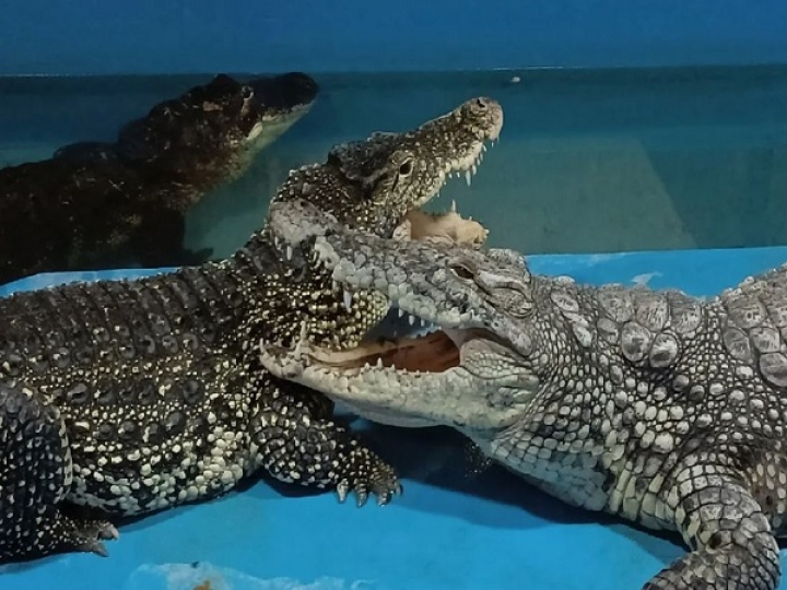 "Коломна и крокодилье королевство"