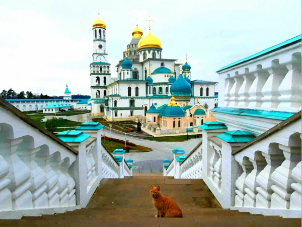 31 мая 2025 "Русская Палестина"