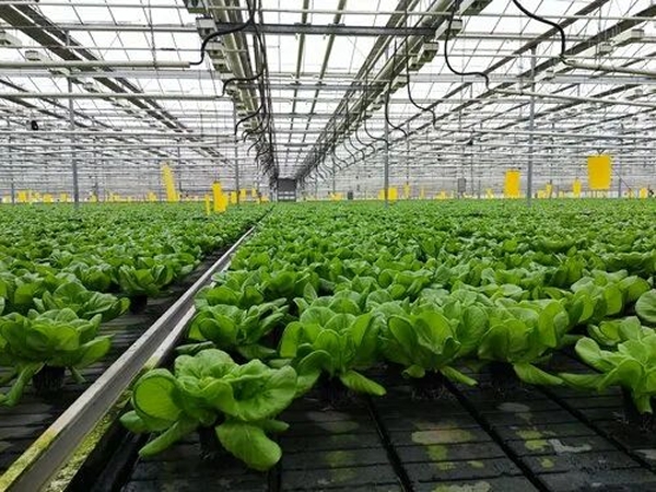 "Агрокомбинат “Московский””