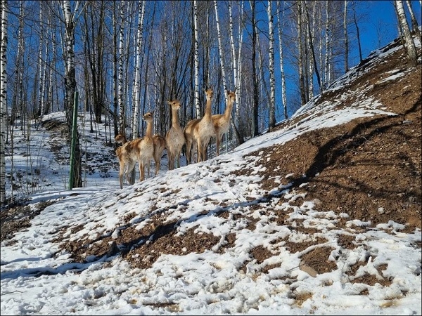 25 апреля 2026 "Звонкое путешествие по «Звериному ковчегу»  и Звенигороду"