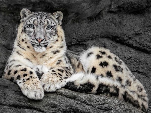 25 апреля 2026 "Звонкое путешествие по «Звериному ковчегу»  и Звенигороду"